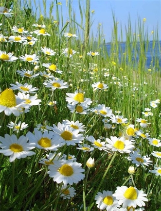 А какой у вас любимый полевой цветок?