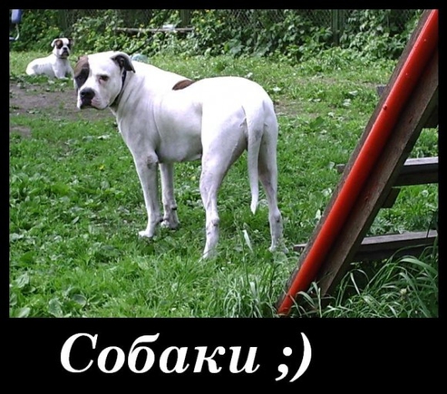 Какое самое милое животное в мире ?