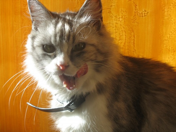 Что(кого)вы любите?