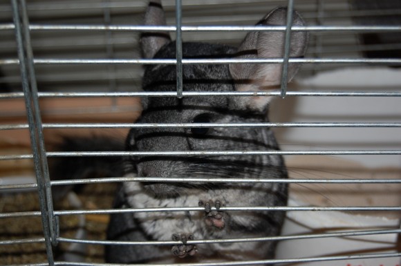 Что(кого)вы любите?