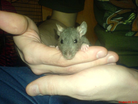 Что(кого)вы любите?