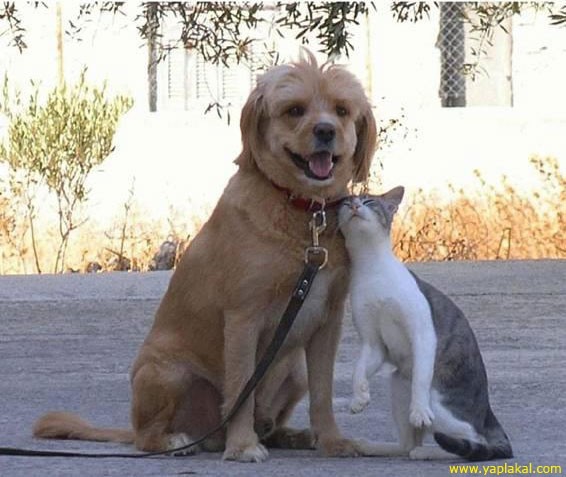 Можете показать столкновение кошки с собакой?