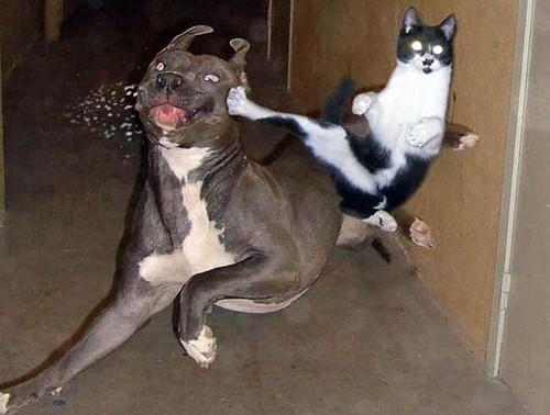 Можете показать столкновение кошки с собакой?