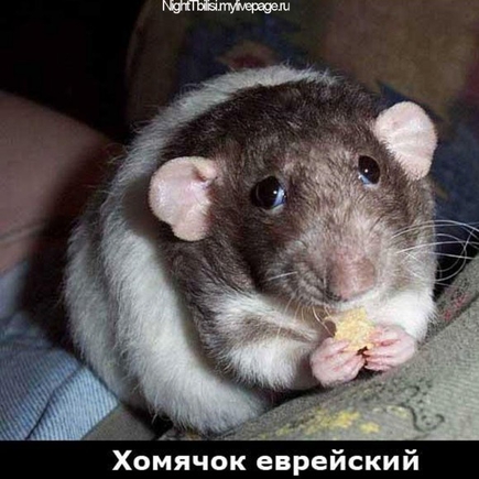 Кушающие крыски и хомячки - они какие? :)))