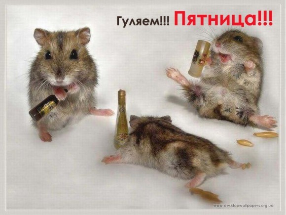 Кушающие крыски и хомячки - они какие? :)))