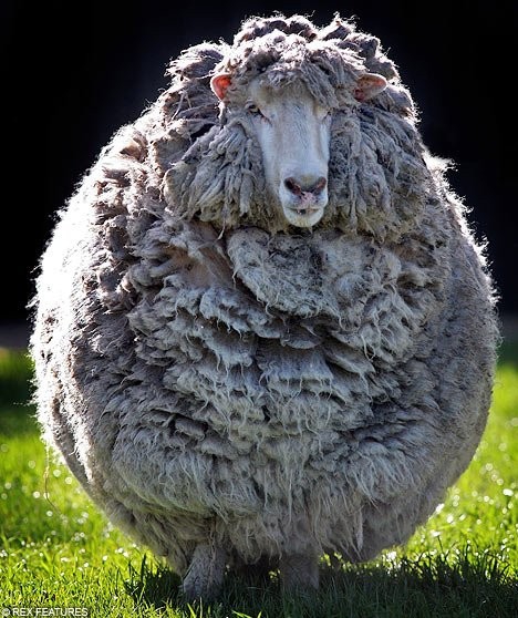 Покажите мне красивую овцу