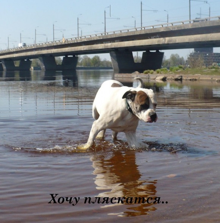 О чем мечтаете в данную минуту?