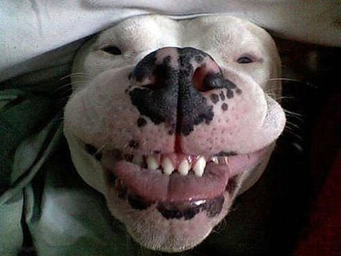 Знаете ли, как улыбаются животные?