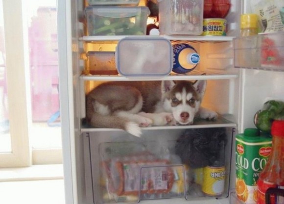 Содержимое вашего холодильника сейчас ?