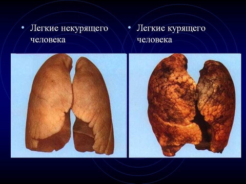 Самый красивый внутренний орган человека?