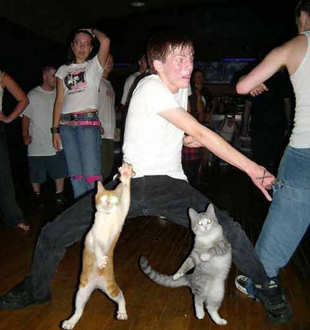 Покажите фото танцующих котов?