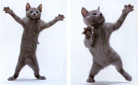 Покажите фото танцующих котов?