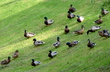 Скоро: Quack-quack-quack во всех парках