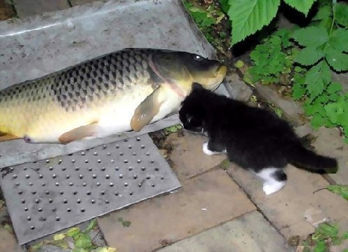 Можешь показать дружбу кошиков с рыбками? :)