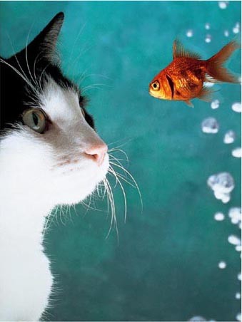 Можешь показать дружбу кошиков с рыбками? :)