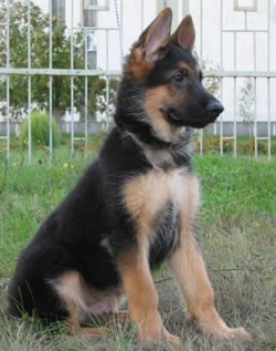 Самое красивое животное?