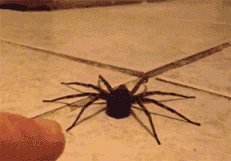 http://s1v1.irc.lv/files/1/0/0/550/e9tRB2pJ.gif
