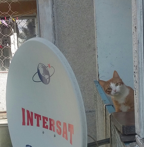 Кот  соседа мастер по антеннам :)