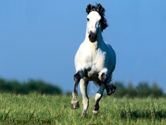 Самая красивая фотография лошади на вас вкус?