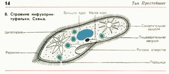 На кого бы ты хотел быть похож? Почему?