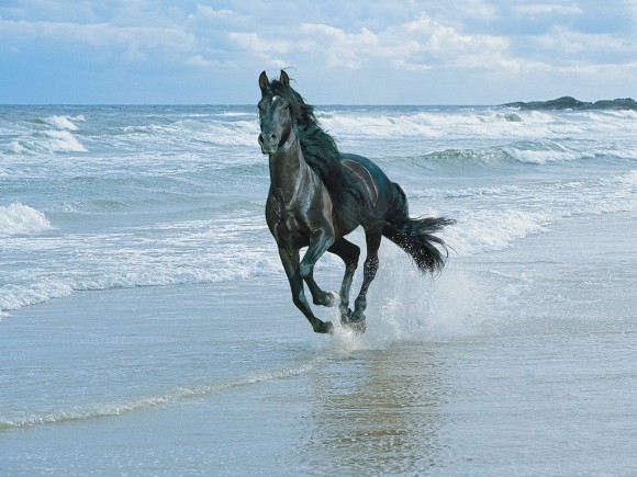 Самая красивая фотография лошади на вас вкус?