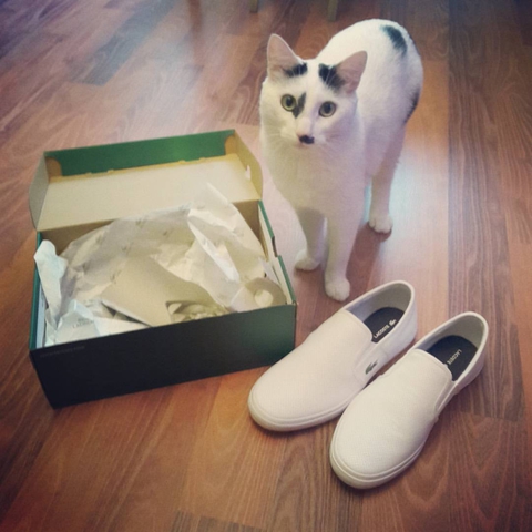 Всё что в коробке мне, коробка коту))) #cat #box