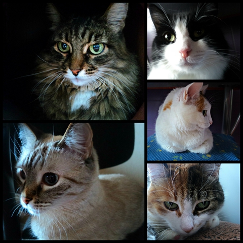 Мои девчонки: Анфиса, Мышка, Лёля, Маня и Мара