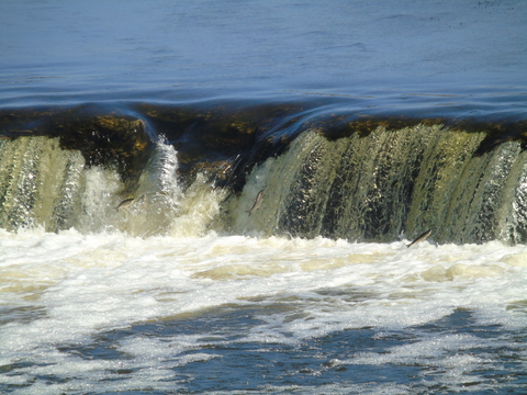 Латвия Кулдига 16.04.2019-водопад выпригивающая рыба