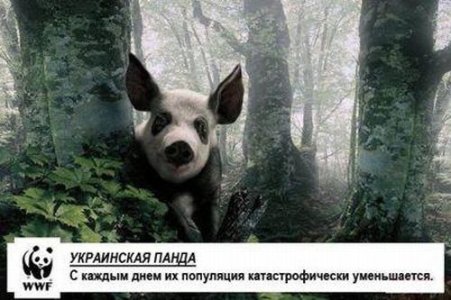 Покажите что-то,связанное со свиньёй?))))))))))))