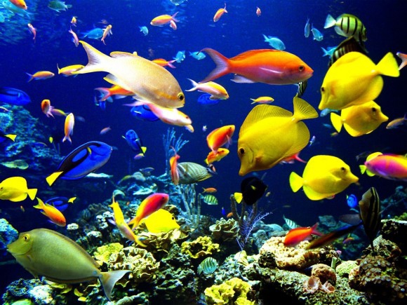 покажите красивых аквариумных рыбок?
