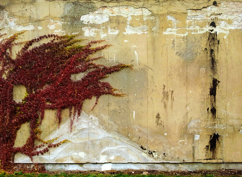  Растение на стене