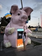 Я и большая свинка