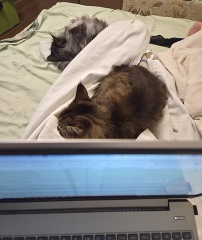 Коллеги на домашнем