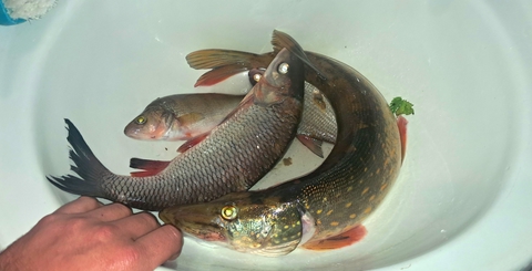 Рыбы наловил 