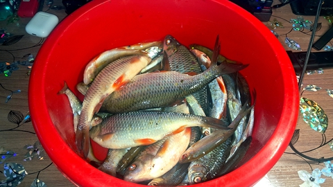 Рыбы наловил 