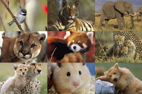 Какое одно животное вы бы спасли от вымирания? :)