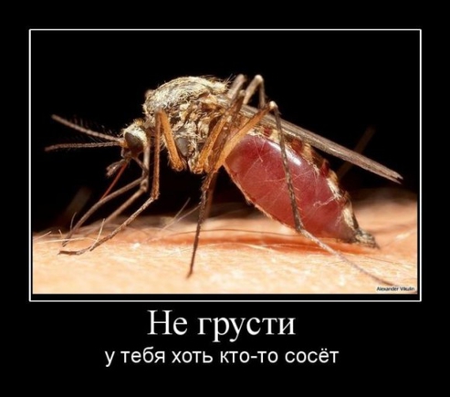 покажите самое надоедливое насекомое?