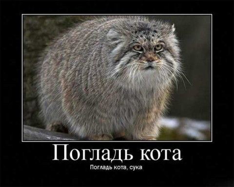 покажите кота,который явно не в себе??))