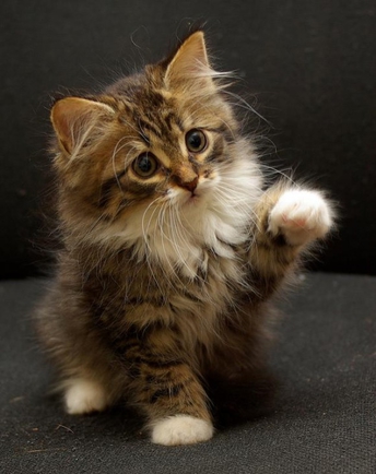 Что вы хотите в данный момент ?