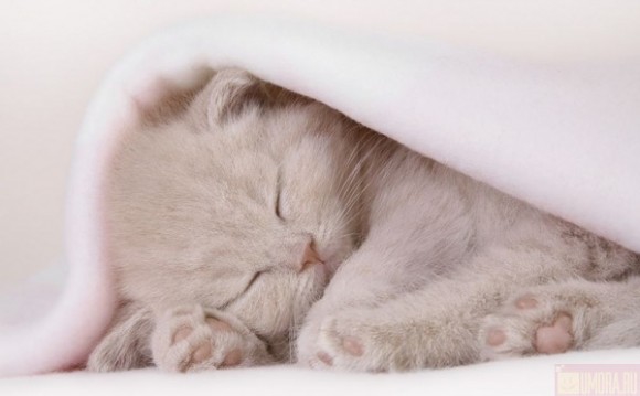 Что вы хотите в данный момент ?