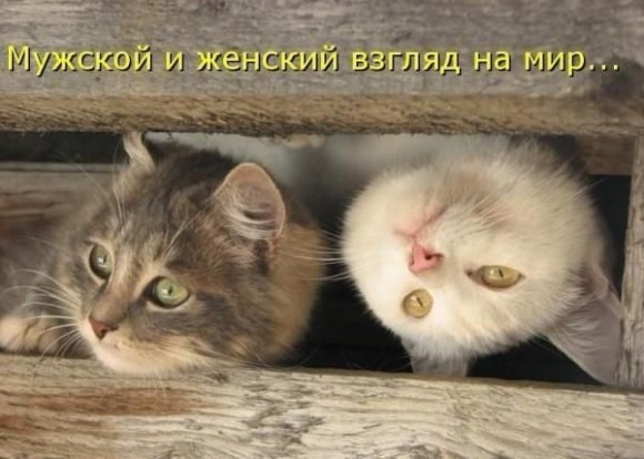 Покажите красивую картинку кошки?)