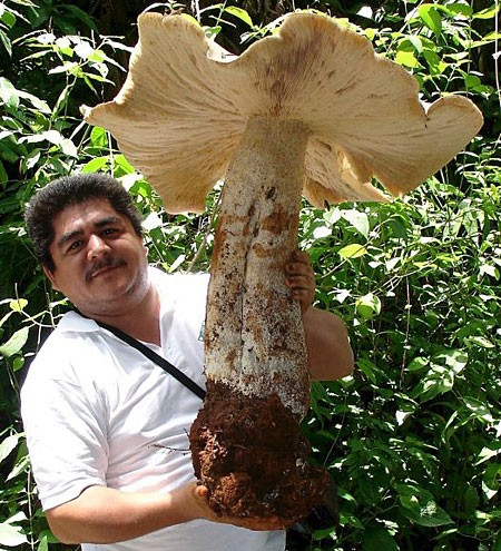 Покажите мне самый большой гриб