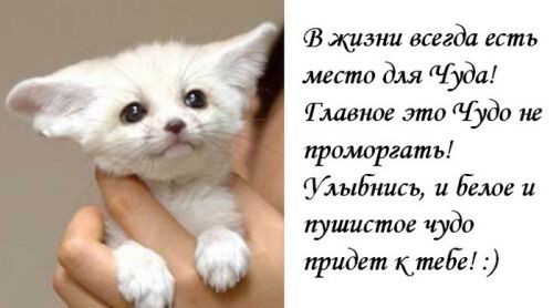 Покажите красивую картинку кошки?)