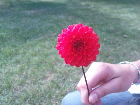 самый красивый цветок?