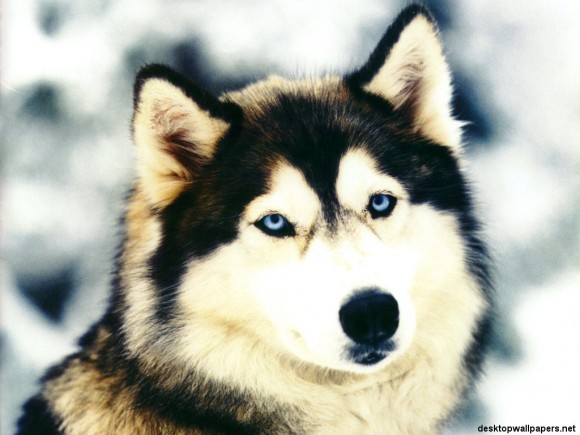 Покажите пожалуйста красивые - качественные фото Сибирского Хаски? Очень надо!