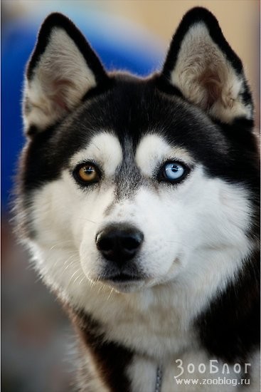 Покажите пожалуйста красивые - качественные фото Сибирского Хаски? Очень надо!