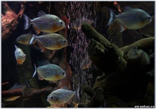 есть красивая Пиранья ? 