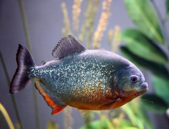 есть красивая Пиранья ? 