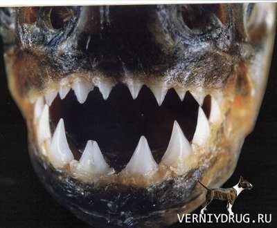 есть красивая Пиранья ? 