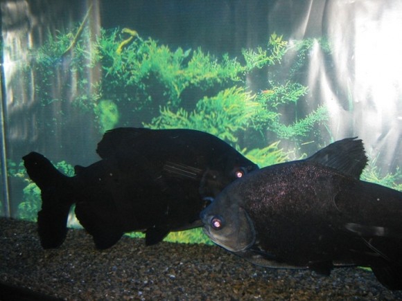 есть красивая Пиранья ? 